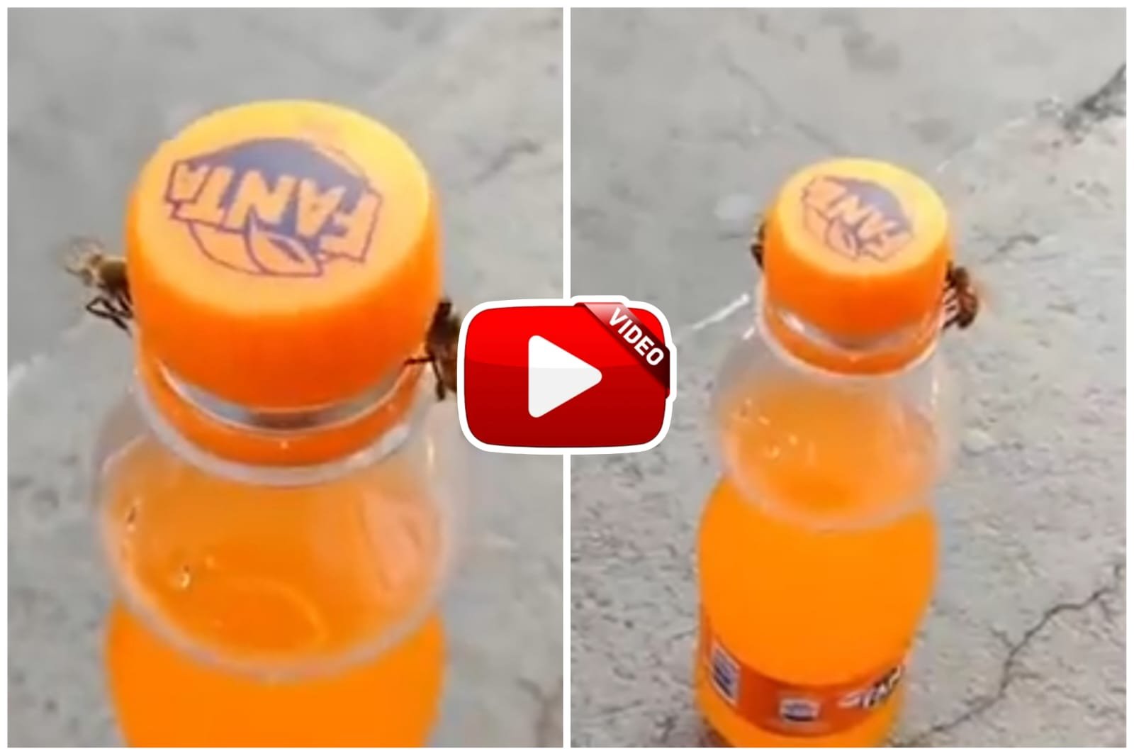 Viral Video - Clever bees opened the lid of the bottle