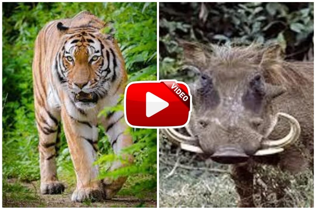 Bagh Aur Junglei Suar - The tigress got defeated in a fierce struggle