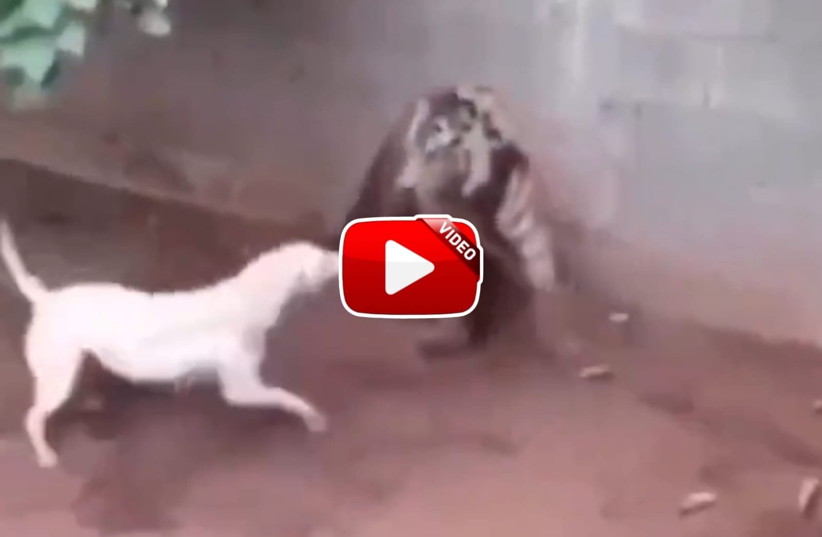 Bagh Aur Kutte Ka Video - Barking at the dreaded tiger proved costly for the dog.