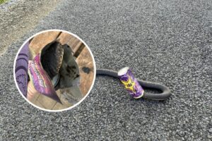 Can Me Cobra - Cobra snake trapped in a drink can