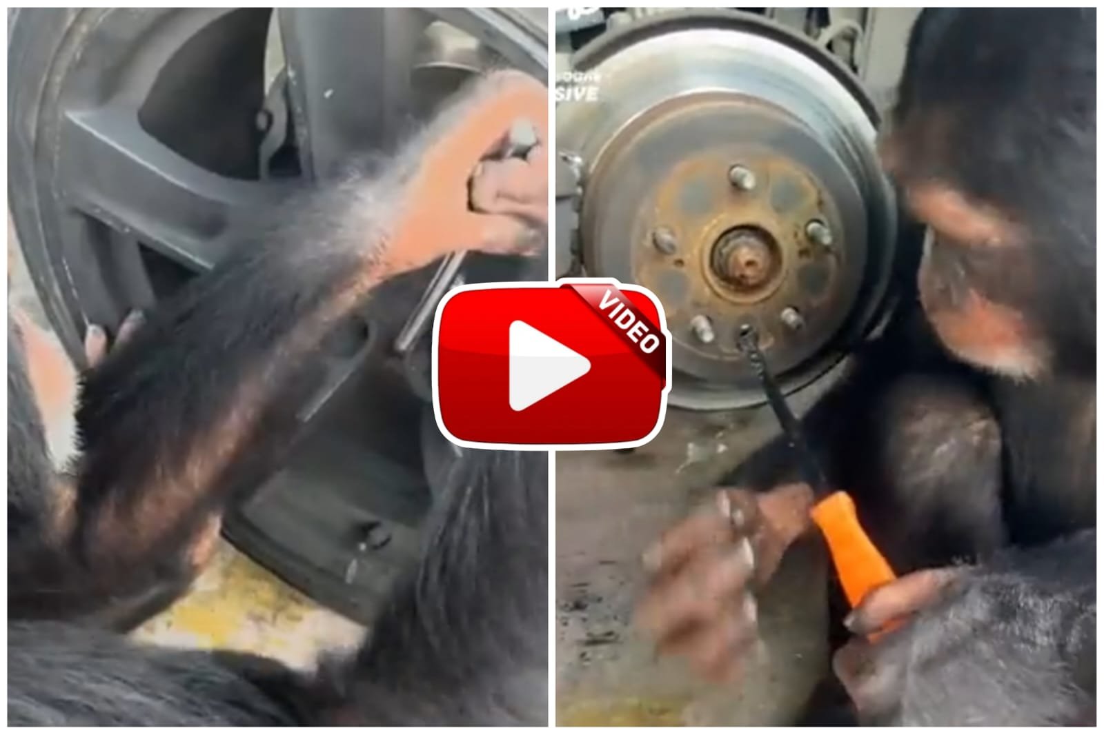 Chimpanzee Ka Video - This is a useful monkey who fixed the car with his owner.