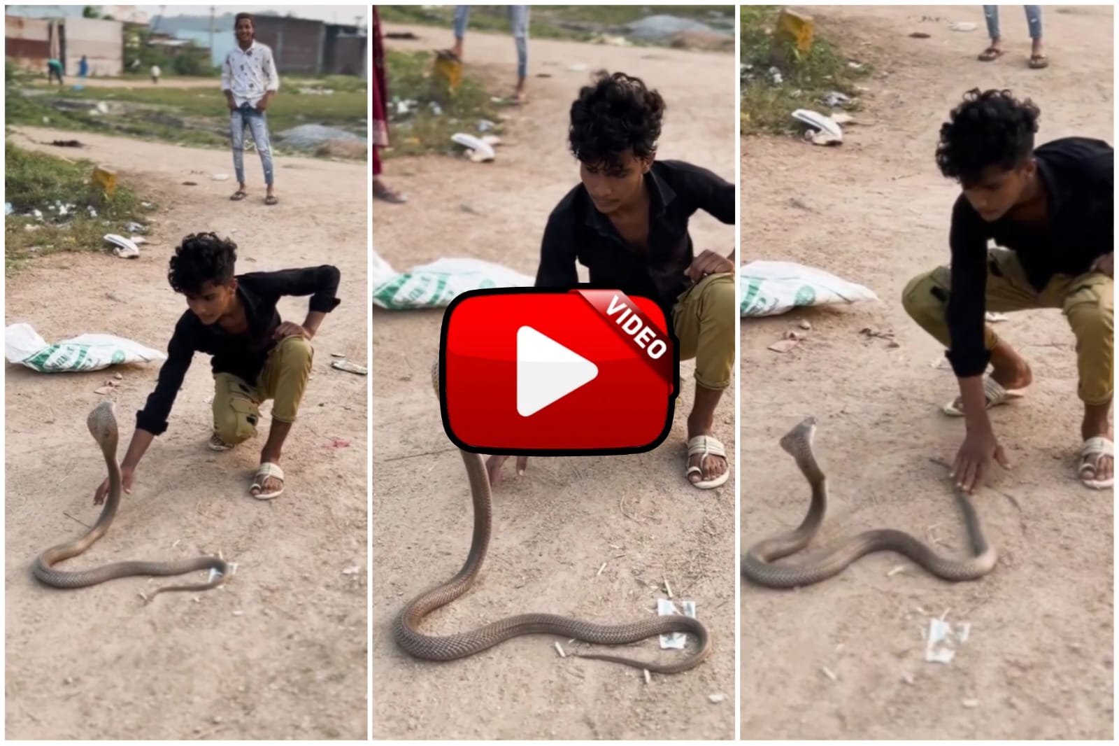 King Cobra Ka Video - Amazing way to control cobra snake