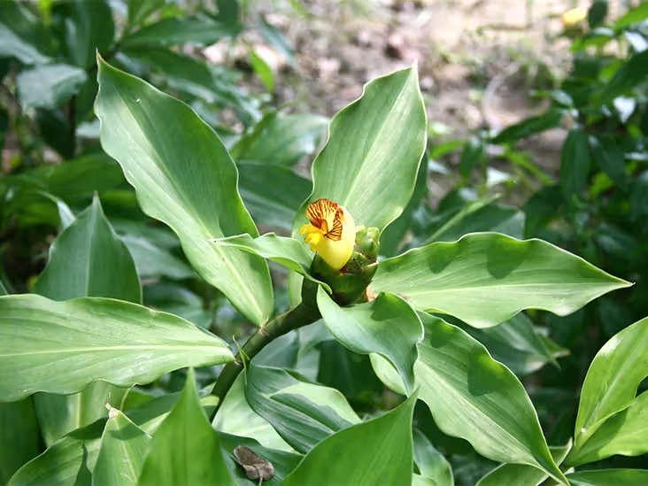 Insulin Plant - The leaves of this plant provide relief from diabetes.