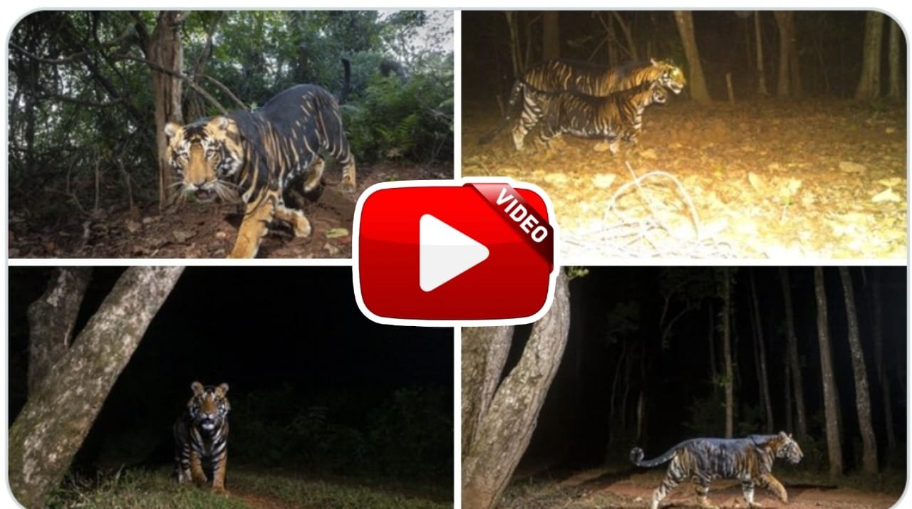 Kale Bagh Ka Video - Black tiger seen roaming in the forest.