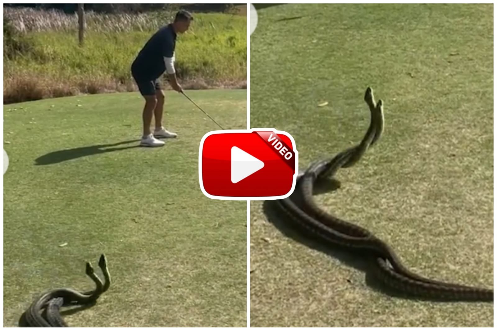 Naag Naagin Ka Video - Naag Naagin in love and a man playing golf