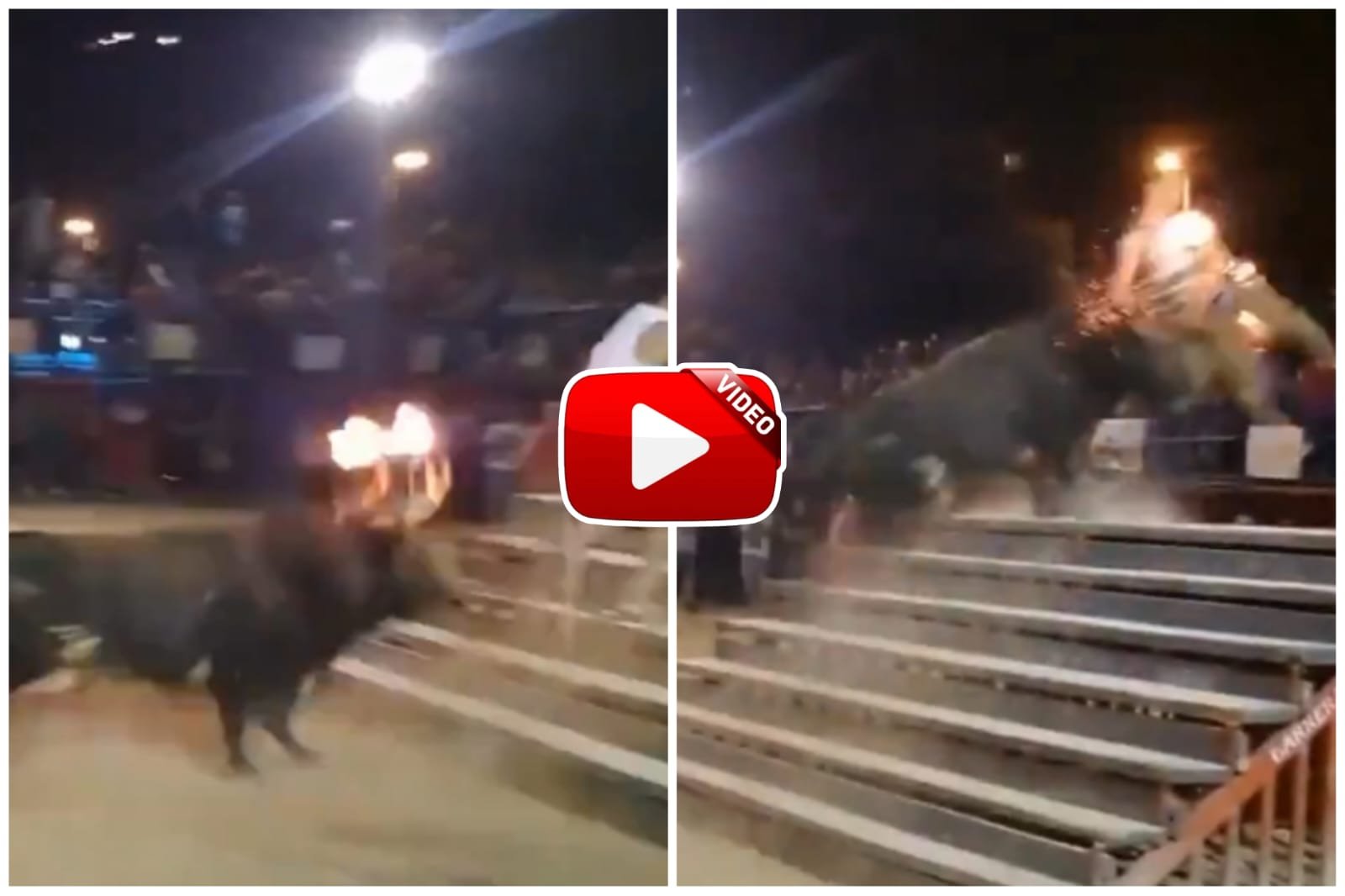 Saand Ka Video - The person playing with the bull got into bad shape