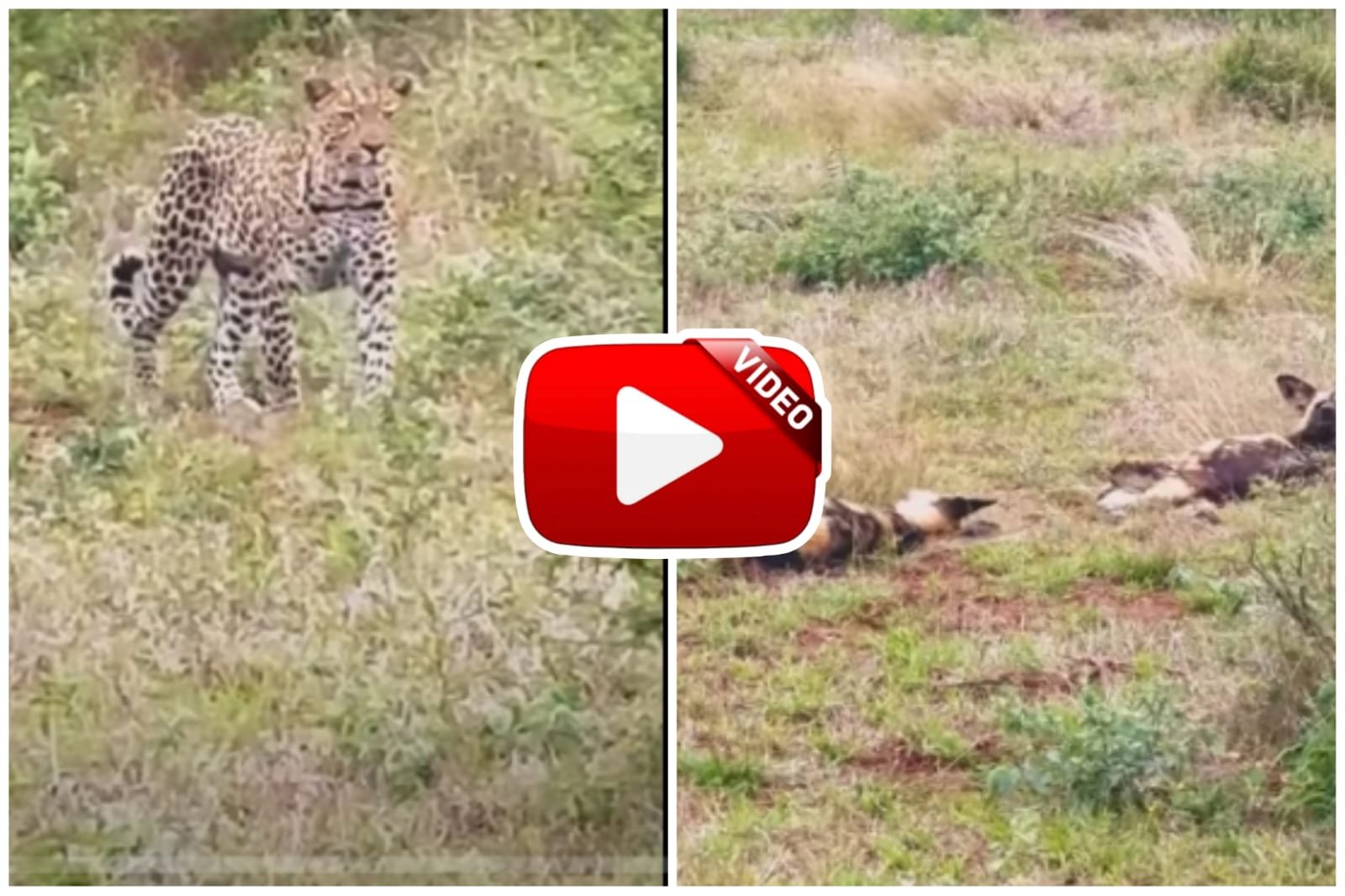 Leopard Aur Jungle Kutte - Leopard approached wild dogs resting