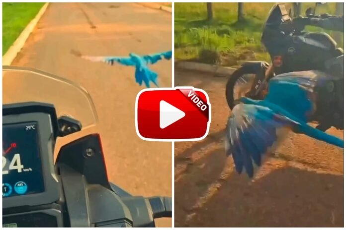 Tote Ka Video - Here the parrot patrols with the police