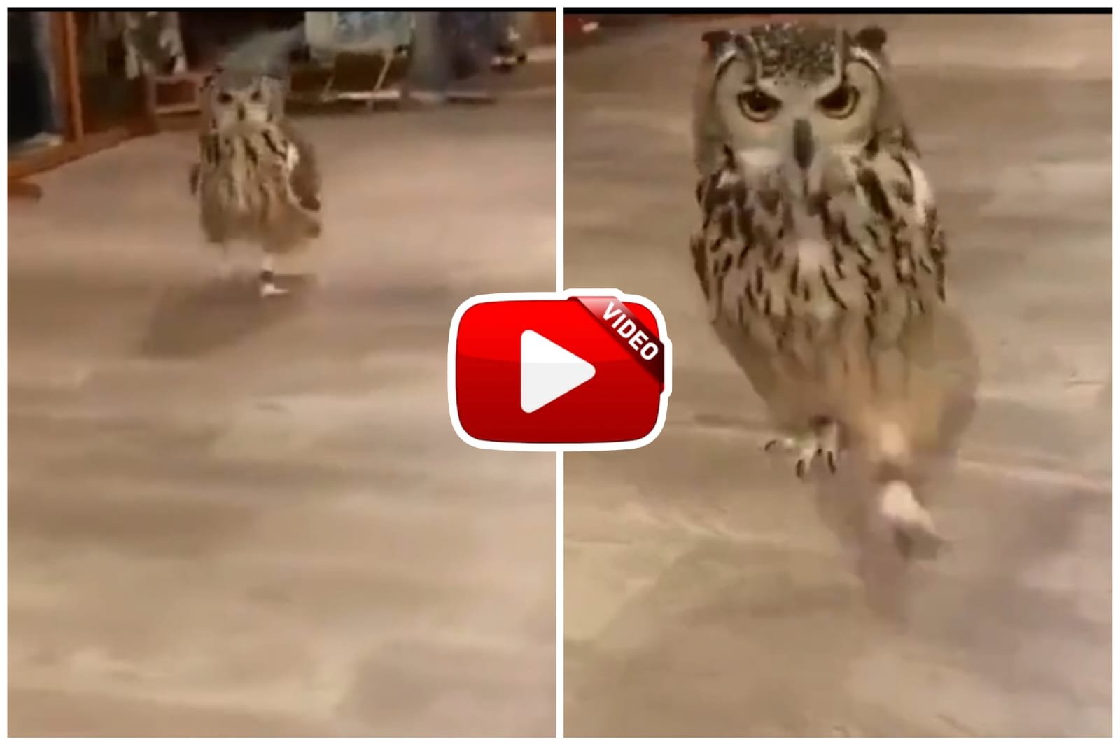 Ullu Ka Video - Owl seen galloping on the floor