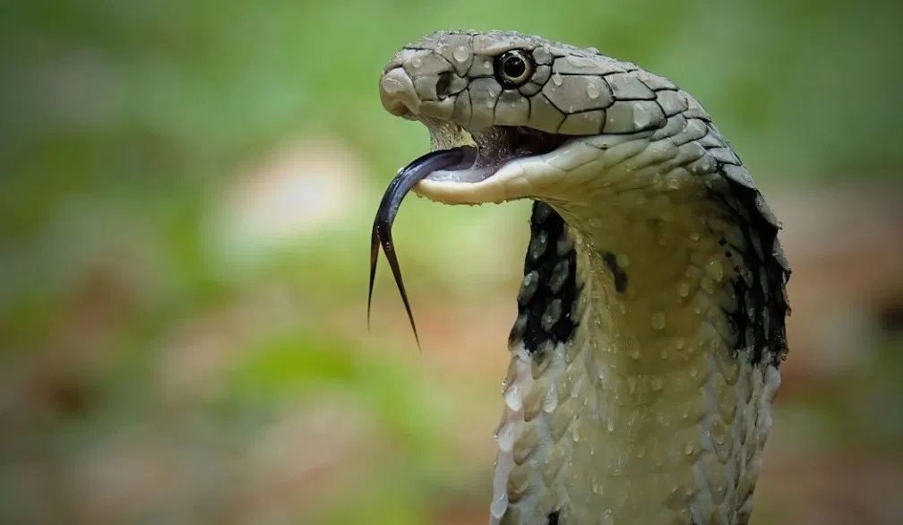 Cobra Attacks - शख्स को देख 'किंग कोबरा' ने लगा दी छलांग, फिर दुम-दवा के भागता नज़र शख्स,