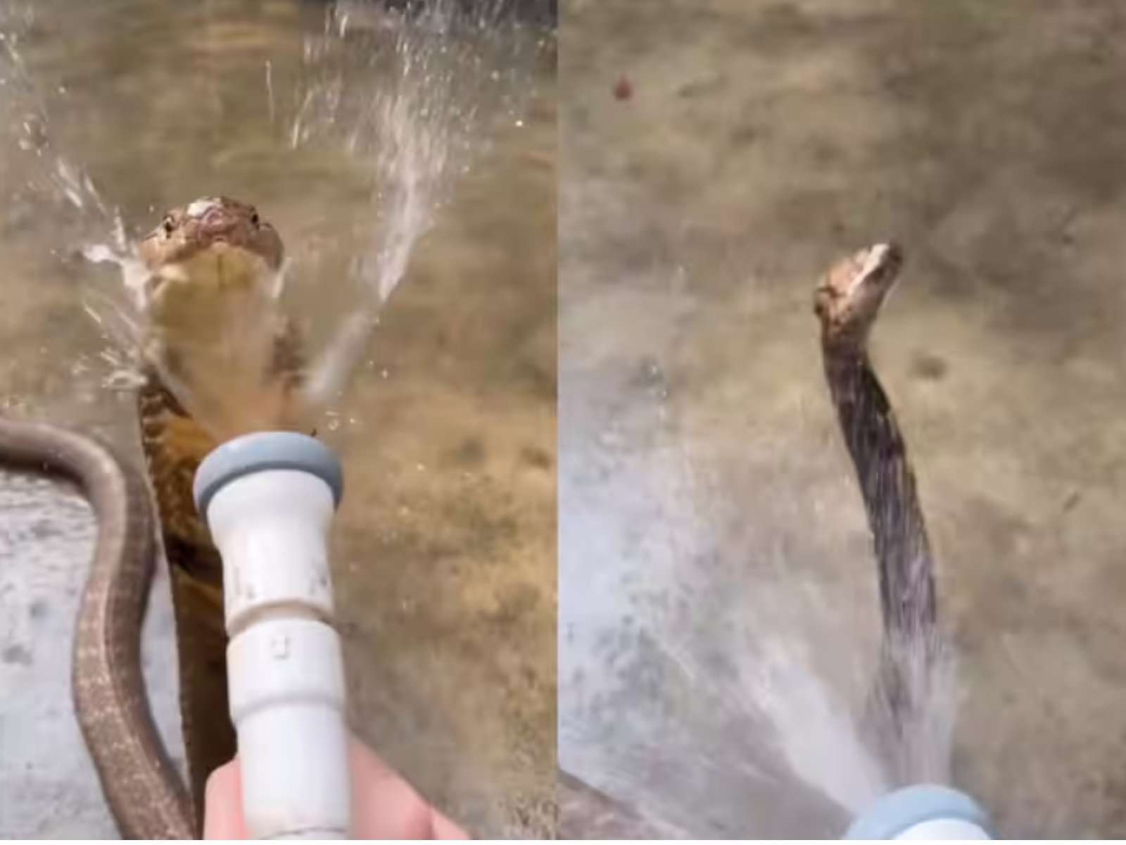 King Cobra Ka Video - पानी के शावर में झूमता दिखा खतरनाक किंग कोबरा,