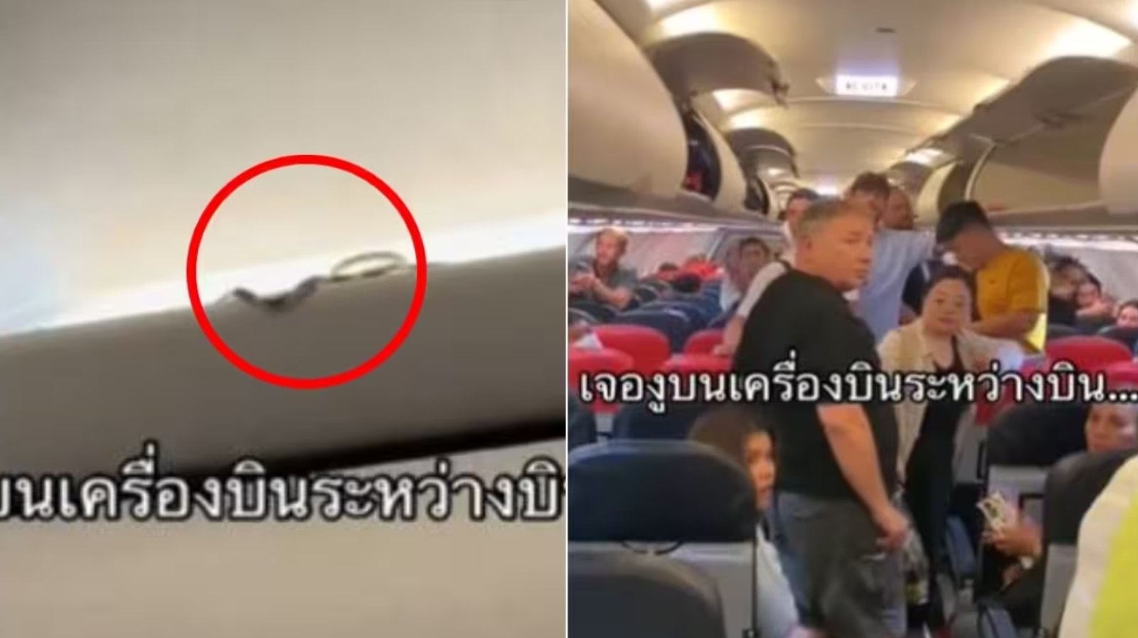 Snake in Flight - उड़ते हवाई जहाज में निकला सांप, देख यात्रिओ में मच गई हड़कम,