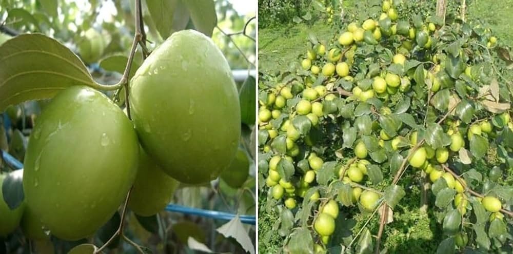 Apple Ber Ki Kheti - कम लागत से एप्पल बेर की खेती दिलाएगी तगड़ा मुनाफा, जाने इस फल की खेती कैसे करे?