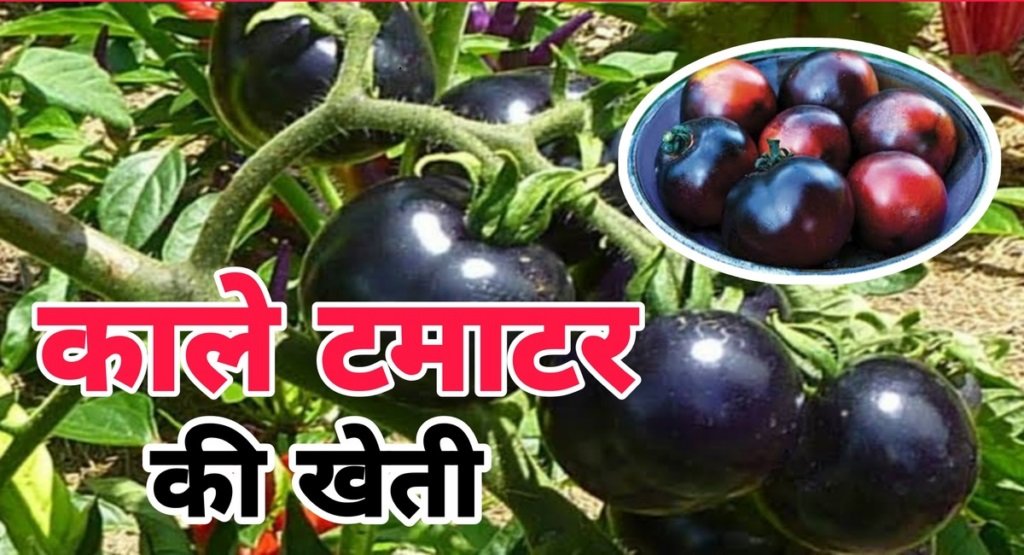 Kale Tamatar ki Kheti - काले टमाटर की खेती से मालामाल होंगे किसान, होगा तगड़ा मुनाफा,