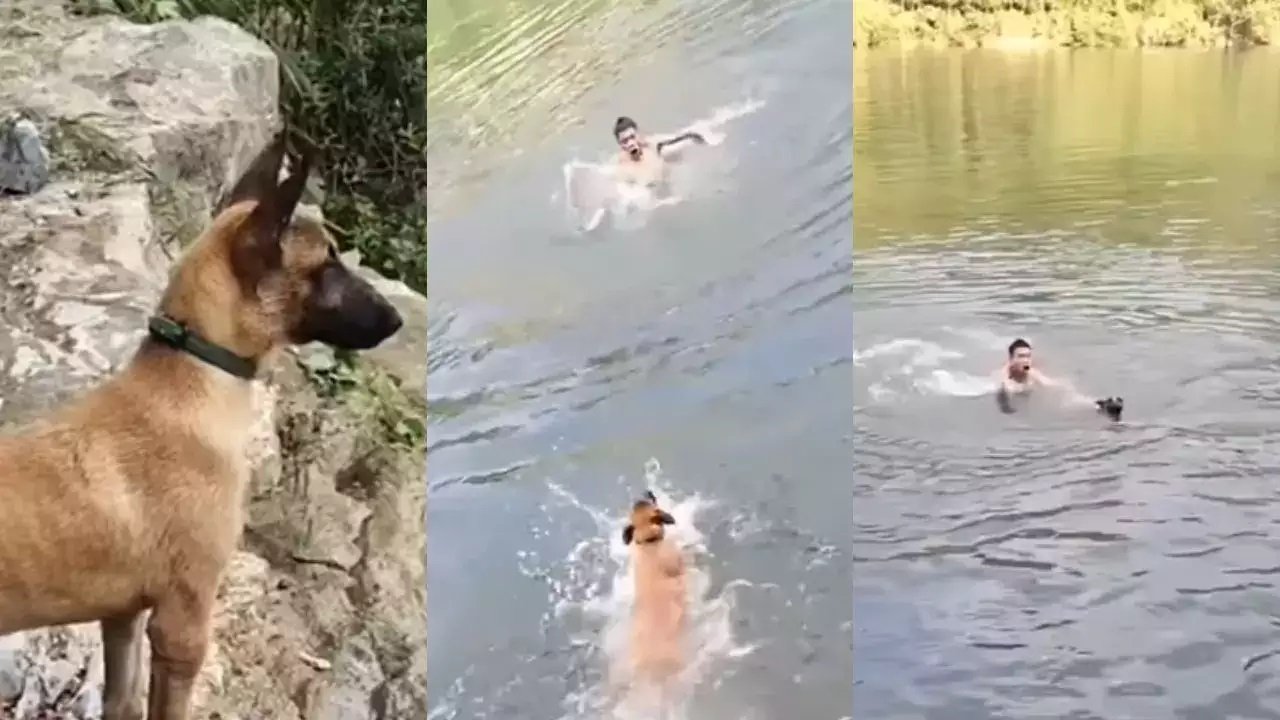 Dog Ka Video - मालिक को बचाने पानी में कूदा डॉगी, डॉगी की वफादारी के फैन हुए लोग,