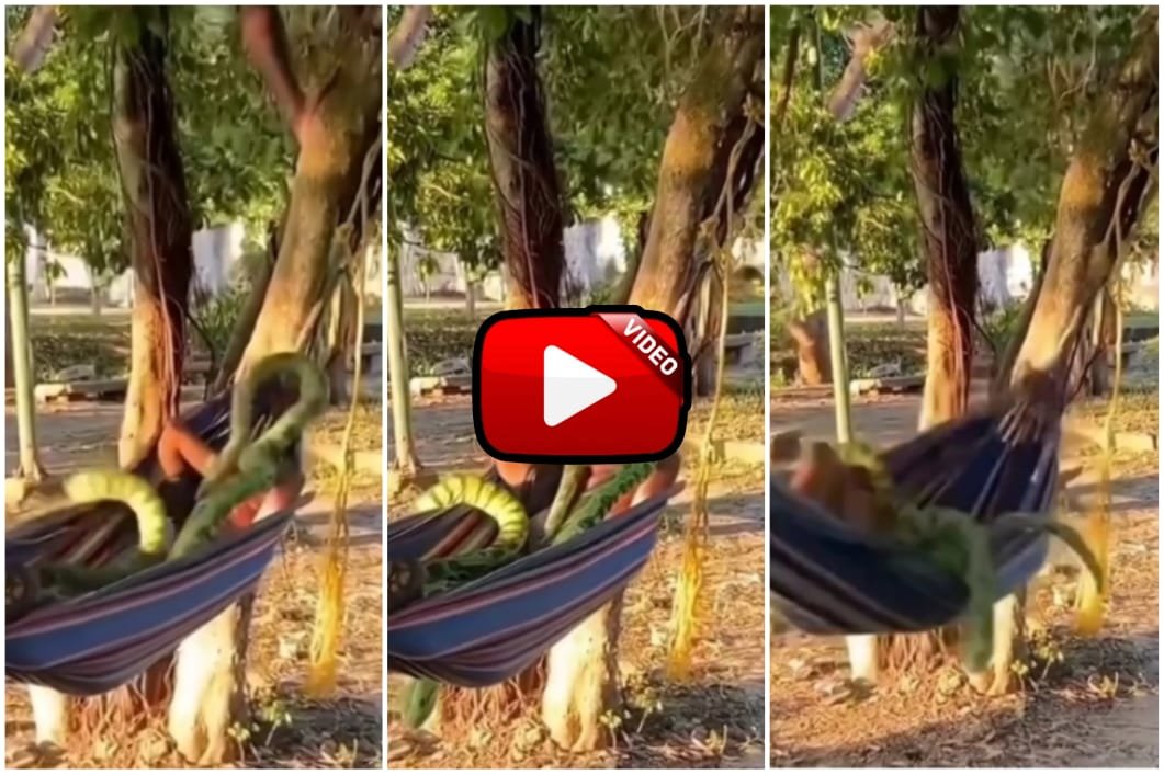 Ajgar Ka Video - A python snake fell on a person resting under a tree.