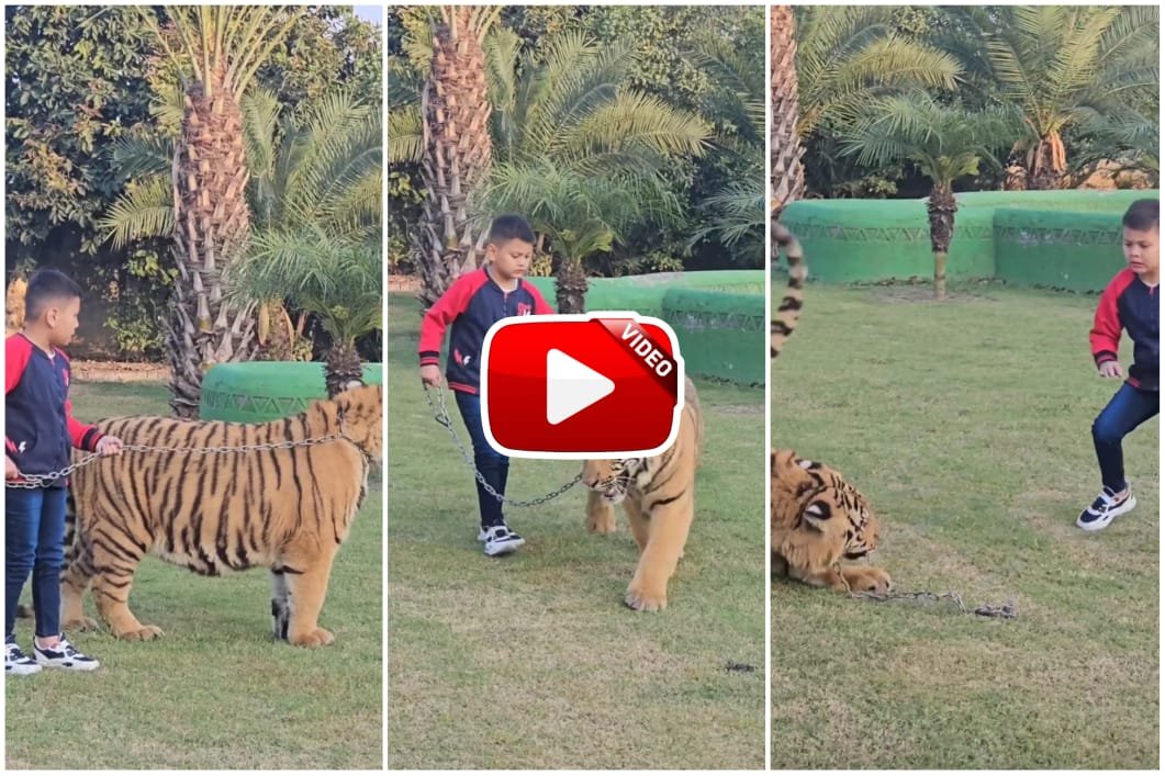Bagh Aur Bachhe Ka Video - A child walking a tiger by tying a chain