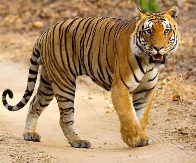 Bagh Ka Video - Dreaded tiger seen roaming around holding its prey in its jaws
