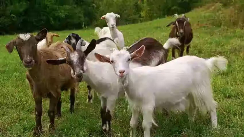 Goat Farming - Rearing goats of this breed will bring instant profit.