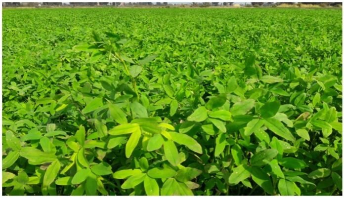 Barseem Ki Kheti - Plant this crop in the field, it is beneficial for fodder for animals and land.