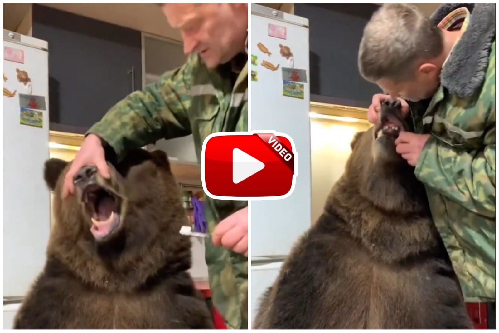 Bhalu Ka Video - A person gets a ferocious bear brushed like a small child.