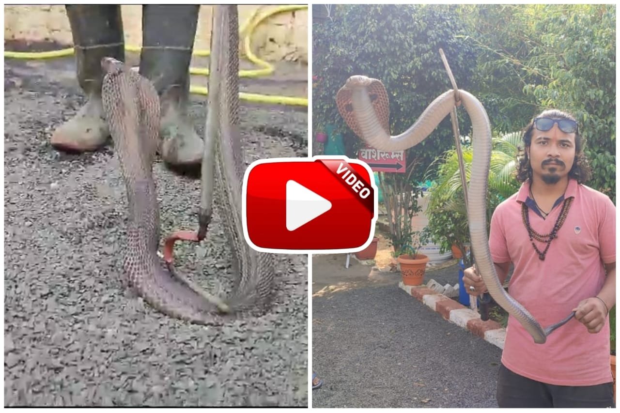 Cobra Ka Video - Cobra snake attacked the person coming inside the dhaba with its hood spread