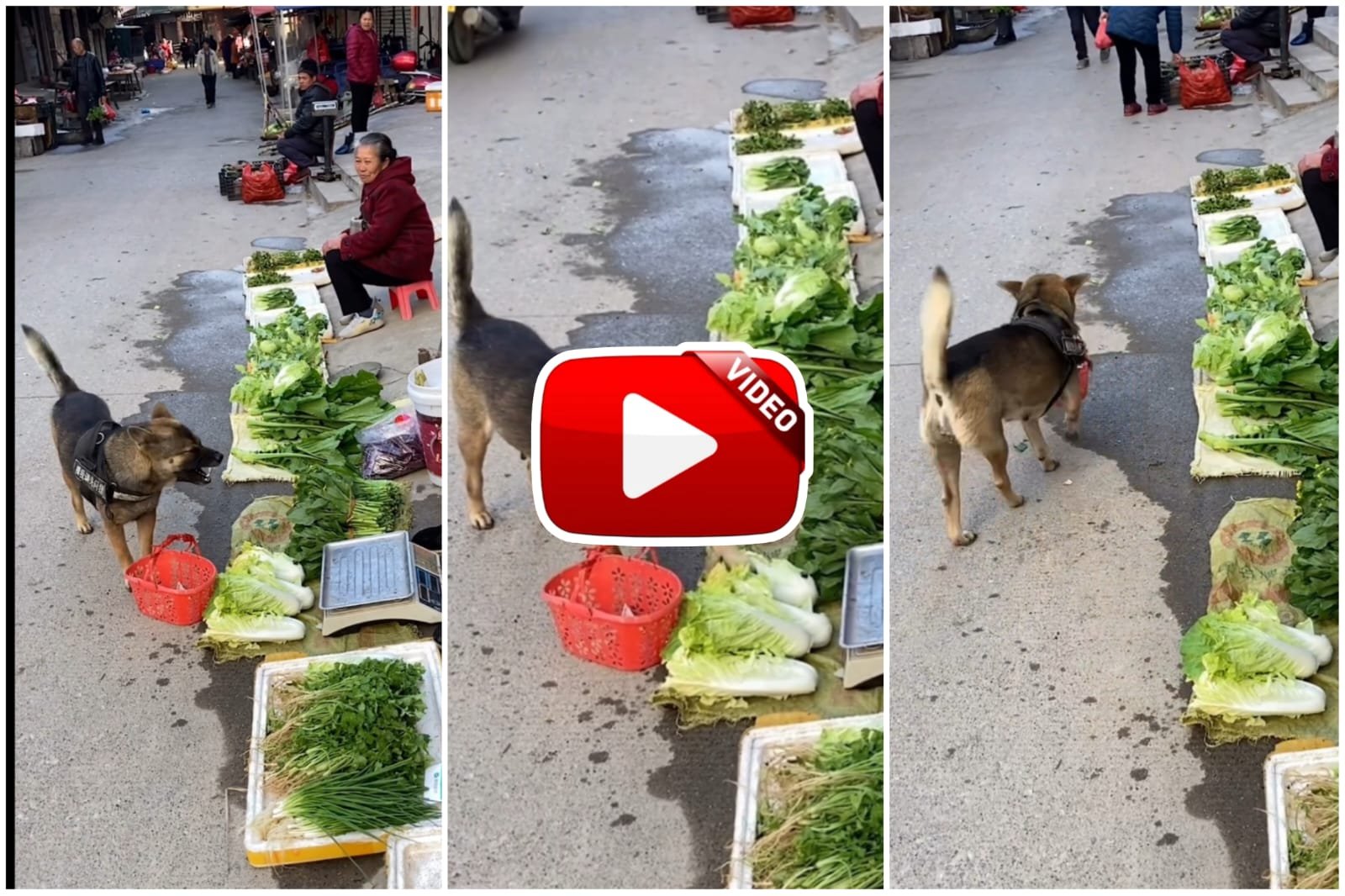 Doggy Ka Video - Doggy went out to buy vegetables in the market with a basket.