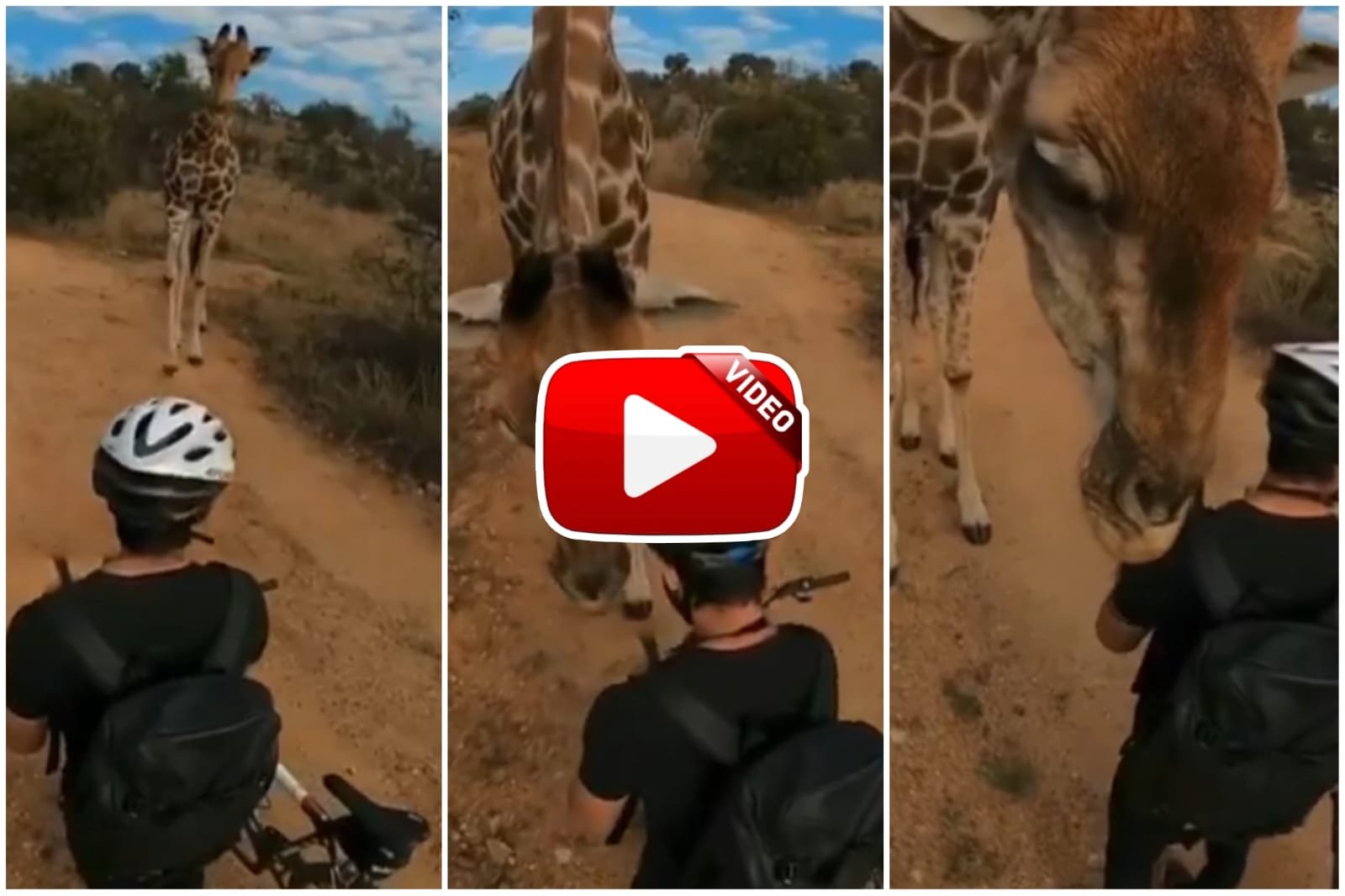 Giraffe Ka Video - Giraffe started expressing love to a man riding a bicycle