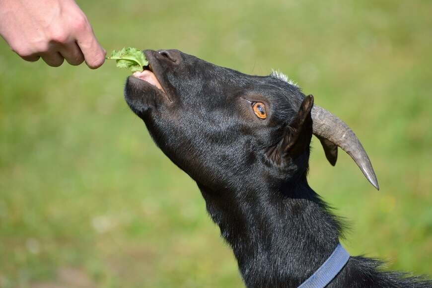 Goat Farming - Goats will remain healthy by eating these green leaves.