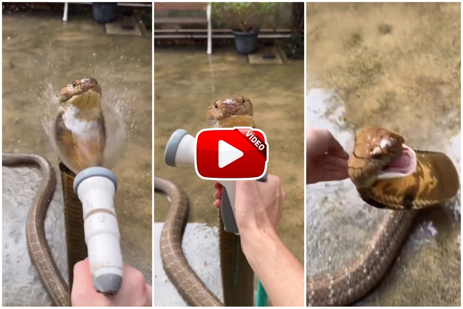 Man seen bathing King Cobra Saanp with pleasure, Cobra also enjoyed