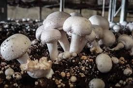 Mushroom farming - Demand for this crop is continuously increasing in the country, you can earn huge profits by farming.