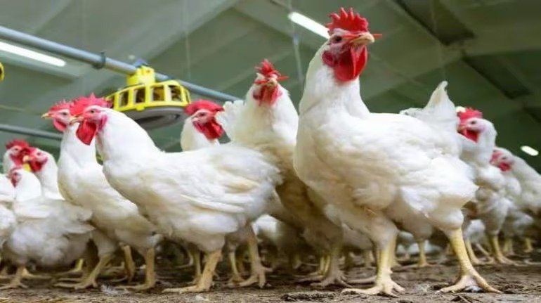 Murgi Palan - Know the right way to rear egg laying hens