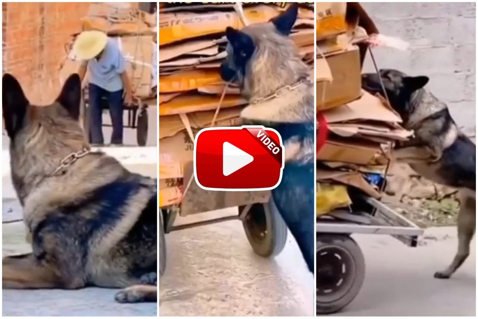 Viral Video - This dog comes to the aid of a lonely elderly person