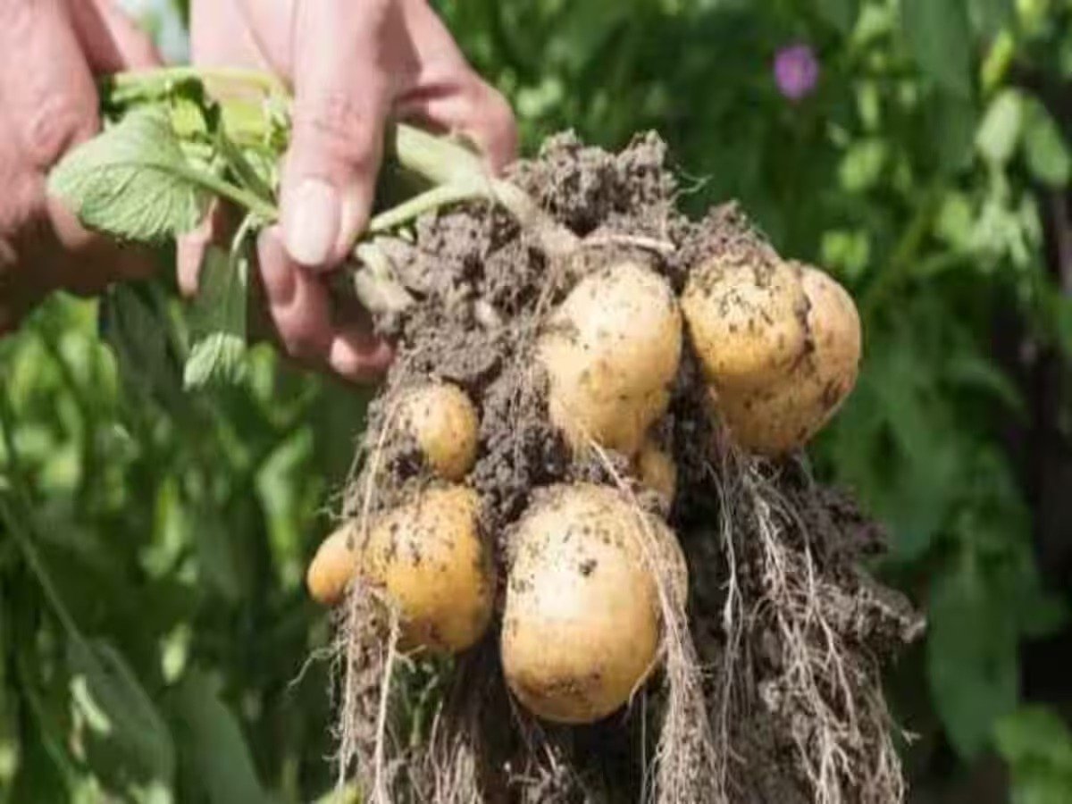 Aalu Ki Kheti - This is a special variety of potato which is grown in the air.
