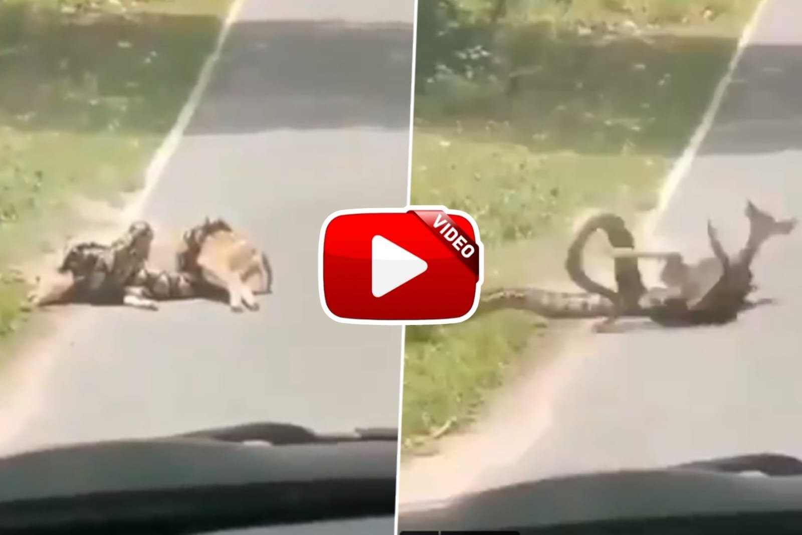 Video of Ajgar Aur Hiran seen fighting badly in the middle of the road goes viral