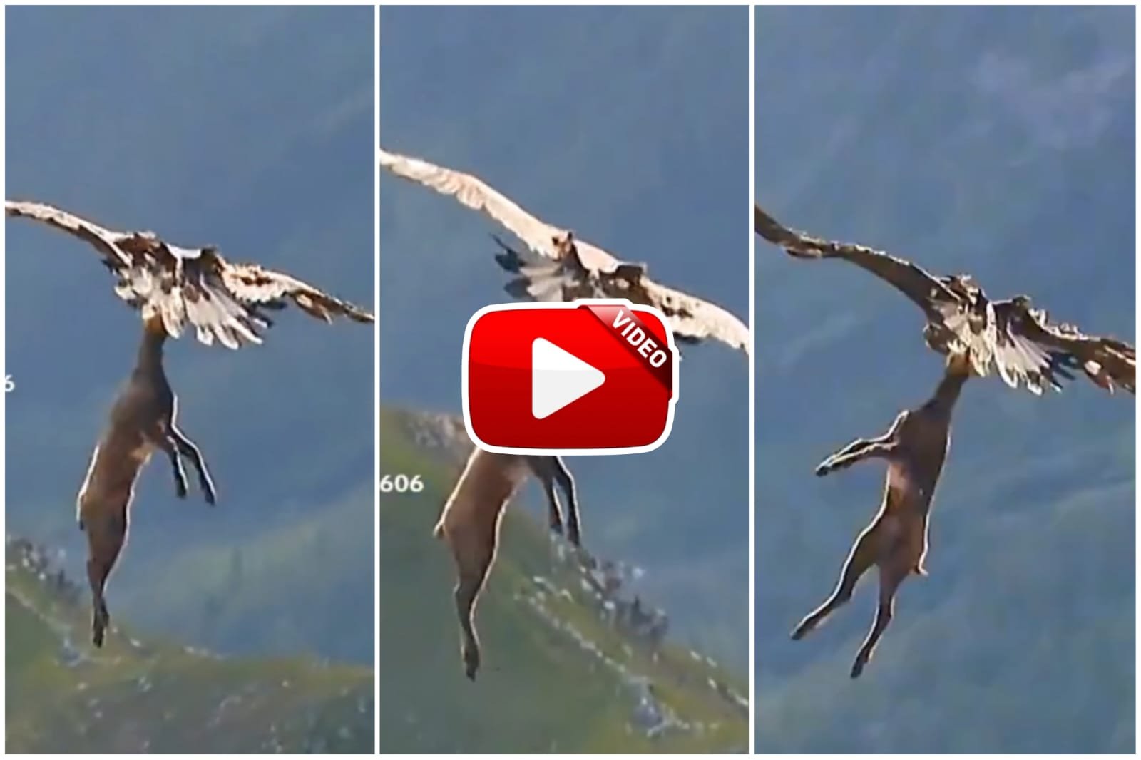 Baaz Ka Video - A giant eagle started flying in the sky after holding the deer in its claws.