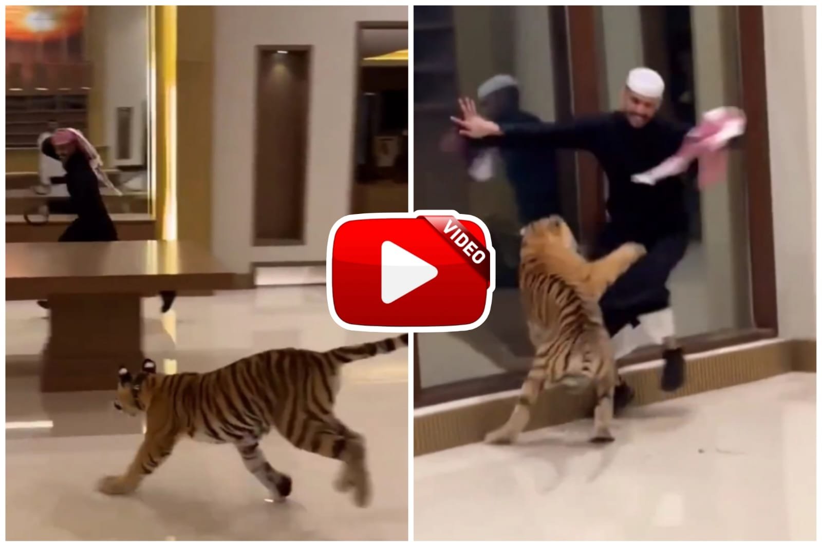 Bagh Ka Video - Dreaded tiger seen running behind a man