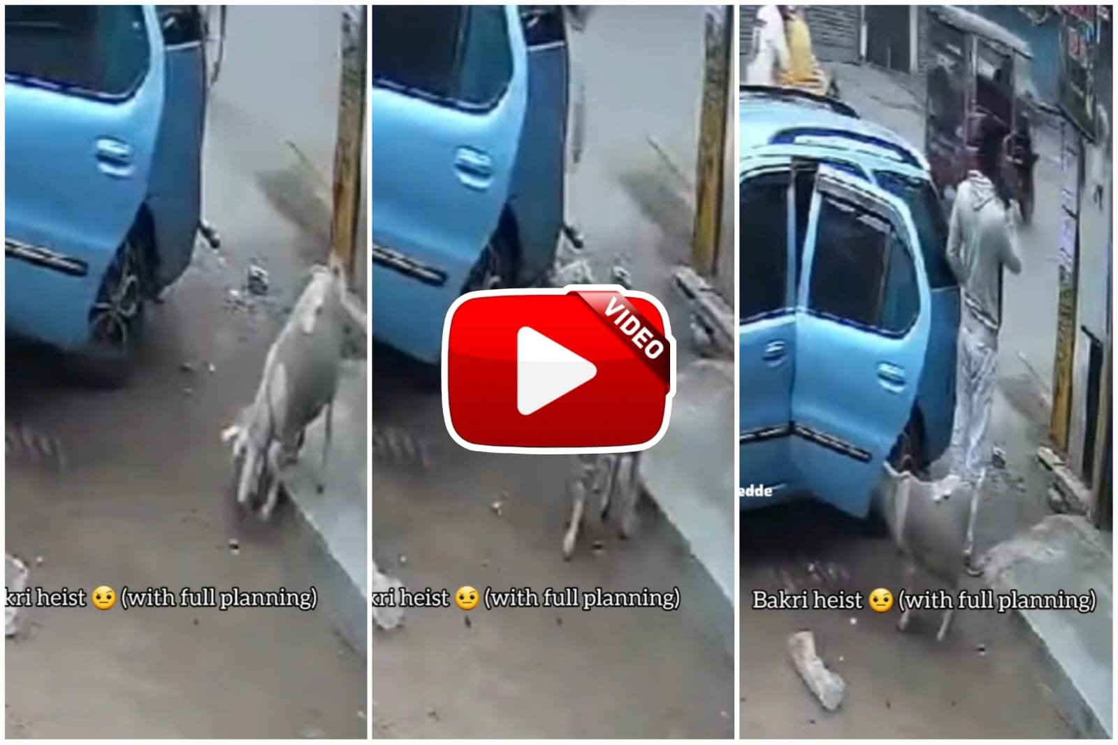 Bakri Ka Video - Thieves stole the goat in a very clever way