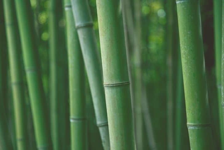 Bamboo Variety - New variety of sweet bamboo prepared to give huge profits to the farmers.