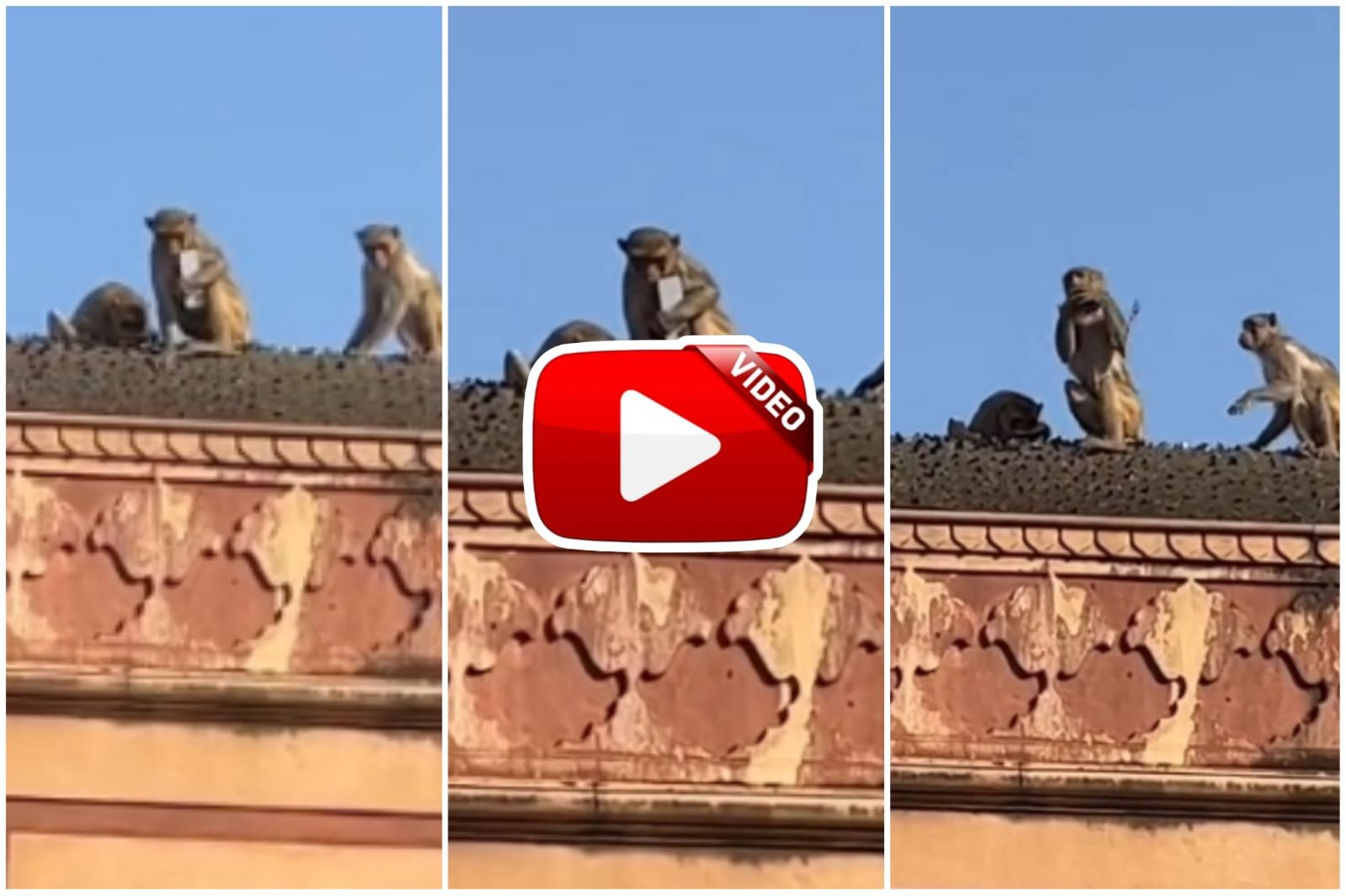 Bandar Ka Video - Monkey Mama snatches iPhone and then makes a deal with Fruity