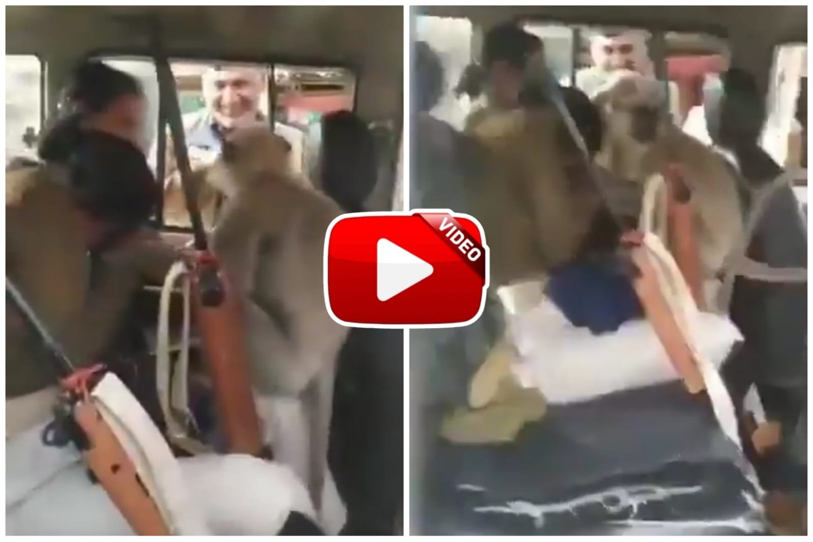 Bandar Ka Video - Monkey entered the police car and started harassing.