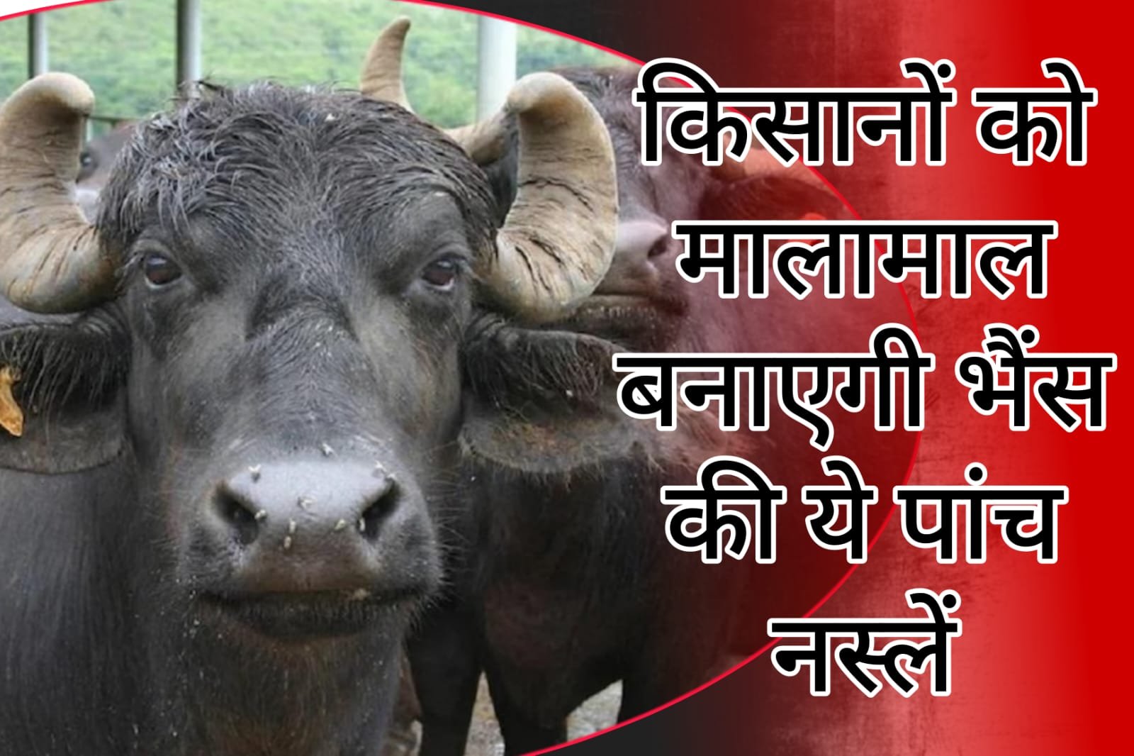 Bhains Ki Breed - These five breeds of buffalo will make farmers rich