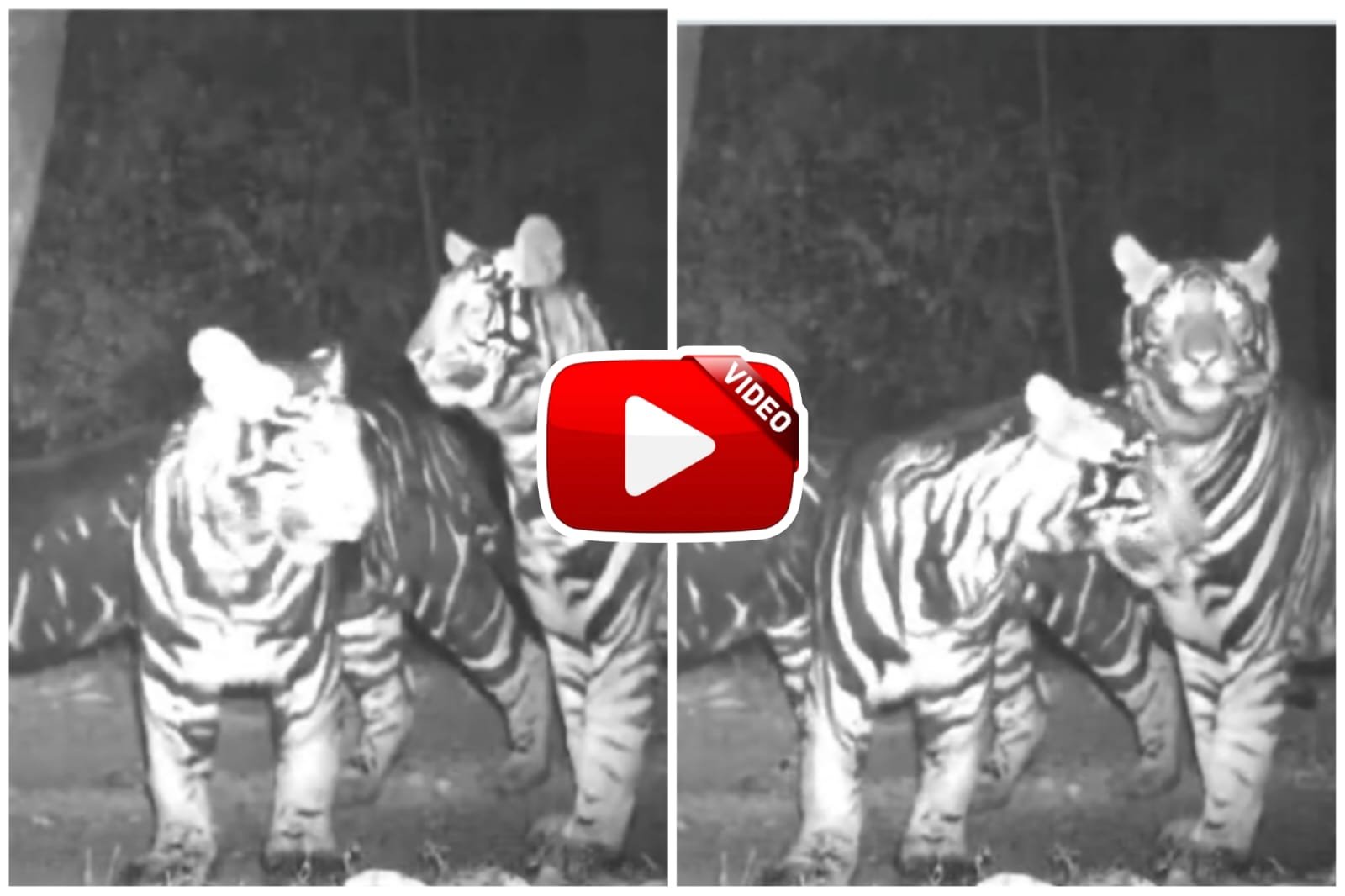 Black Tiger Ka Video - Know where the rare black tiger herd was seen