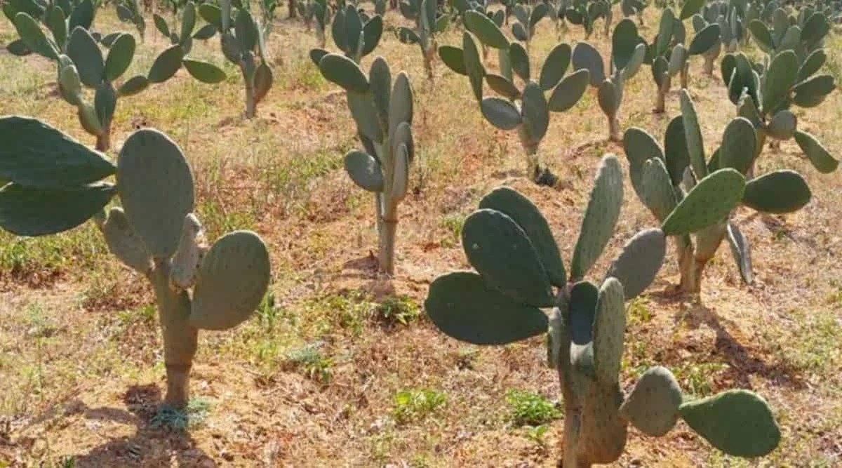 Cactus Farming - These varieties of cactus work as fodder for cows, buffaloes and sheep and goats.