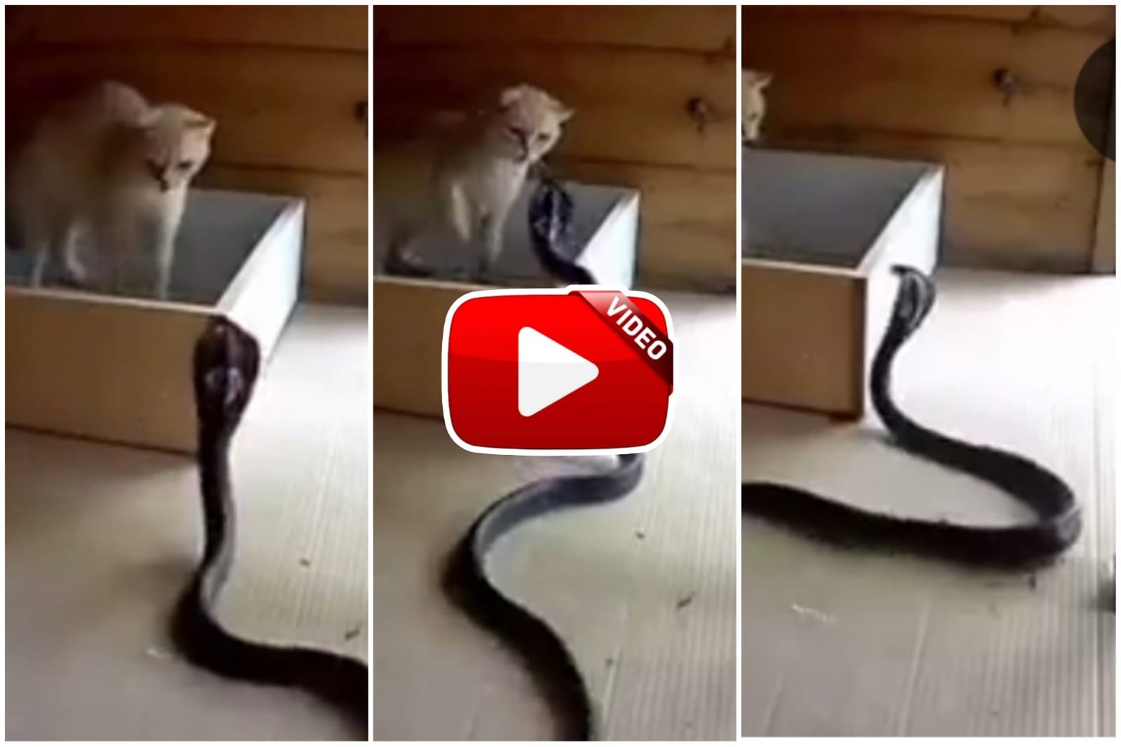 Cobra Aur Billi - The cat fought bravely with the dangerous cobra snake.