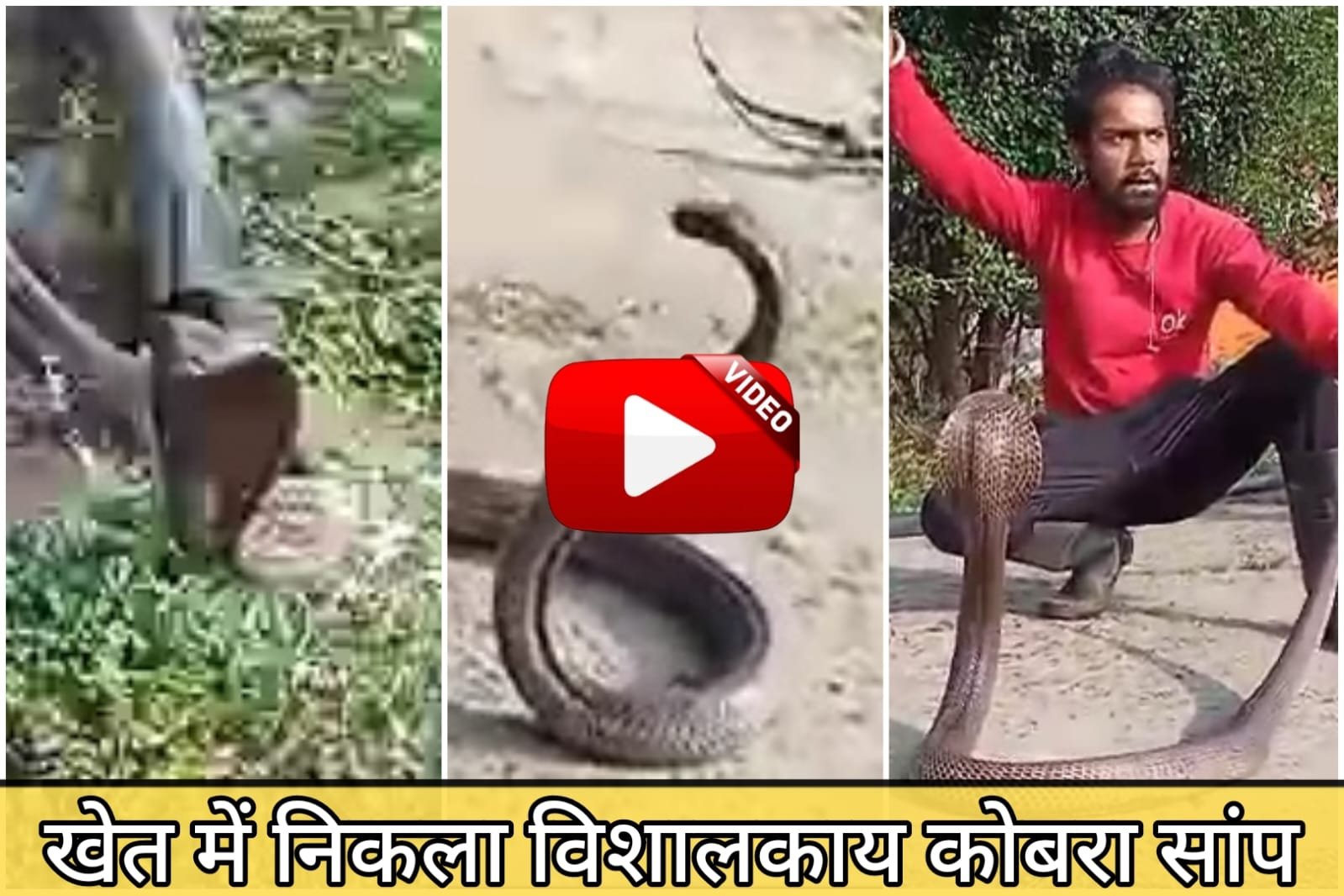 Cobra Ka Video - When I saw a hiss coming from the field, an eight feet long cobra came out.