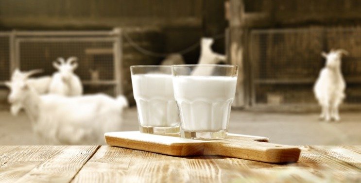 Goat Milk Benefits - Goat milk is full of many beneficial benefits.