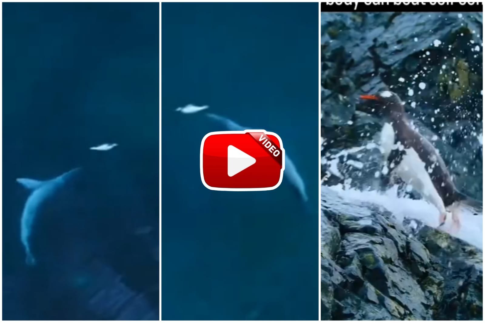 Penguin Ka Video - Penguin kept fighting alone in the sea.