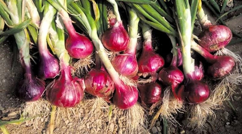 Onion Farming Tips - Farmer brothers should adopt these tips for onion cultivation.