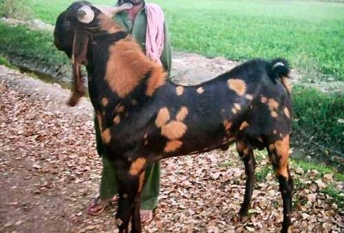 Sirohi Goat Farming - This breed of goats is in demand across the country.